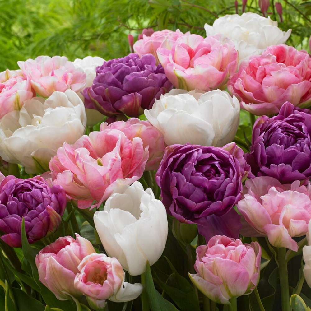 Tulipanblanding 'Rikke'